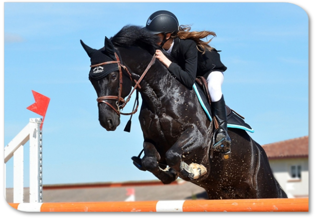 Springreiten Springpferd